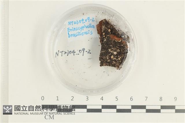 登錄號:F0038595藏品圖，第1張