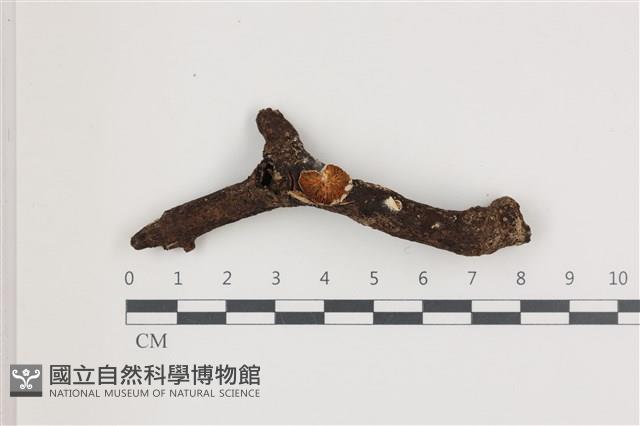 登錄號:F0036595藏品圖，第1張