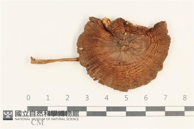登錄號:F0037595藏品圖，第1張