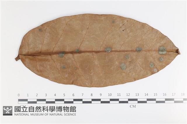 登錄號:F0035595藏品圖，第1張