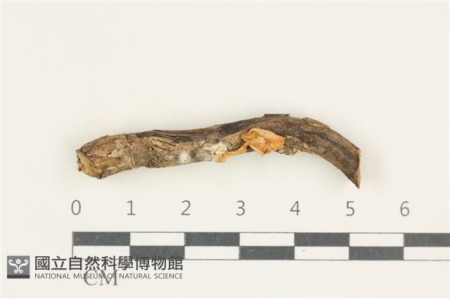 登錄號:F0038195藏品圖，第1張