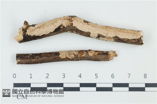 登錄號:F0039195藏品圖，第1張
