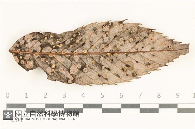 登錄號:F0038095藏品圖，第1張
