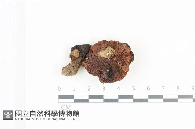 登錄號:F0036095藏品圖，第1張