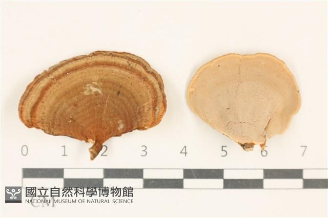 相鄰小孔菌藏品圖，第1張