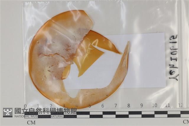 登錄號:F0035095藏品圖，第1張