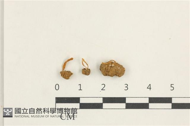 登錄號:F0038395藏品圖，第1張