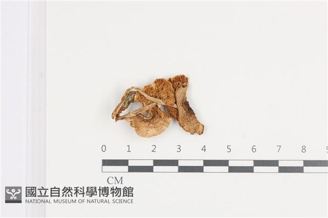 登錄號:F0036395藏品圖，第1張