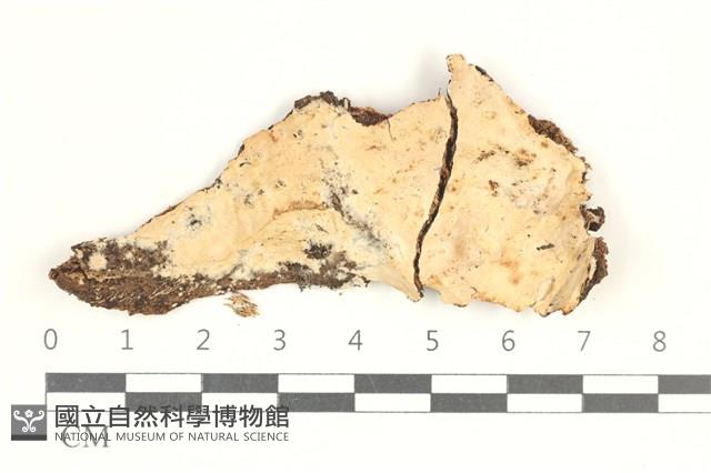 擬筍殼菌屬藏品圖，第1張
