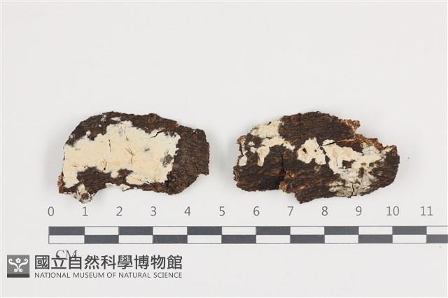 登錄號:F0036285藏品圖，第1張