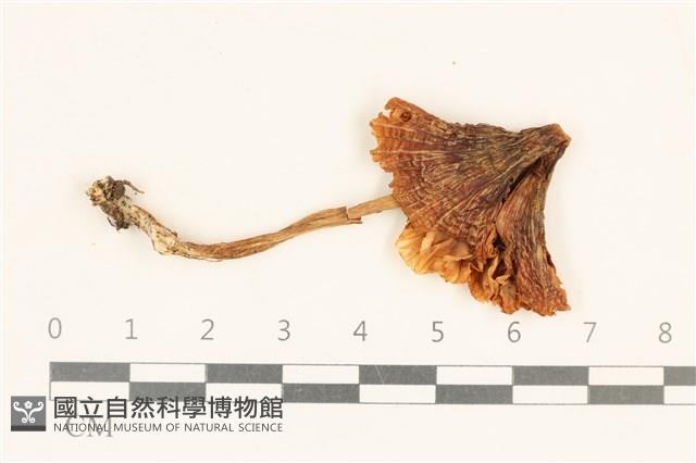 登錄號:F0037285藏品圖，第1張