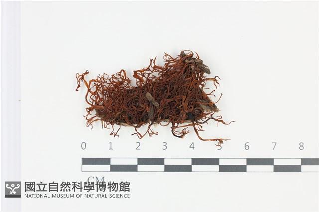 登錄號:F0035285藏品圖，第1張