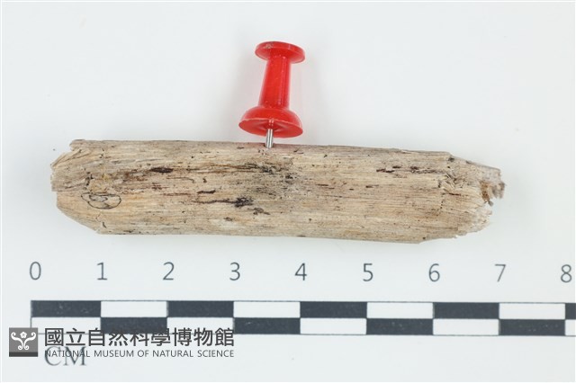 登錄號:F0038885藏品圖，第1張