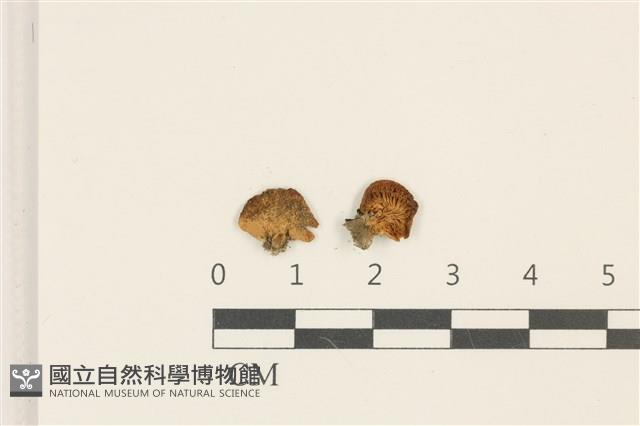 登錄號:F0036885藏品圖，第1張