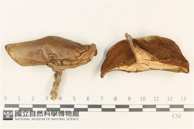 登錄號:F0037885藏品圖，第1張