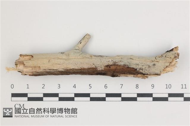 登錄號:F0035885藏品圖，第1張
