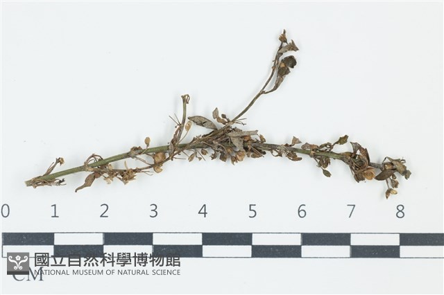 登錄號:F0038985藏品圖，第1張