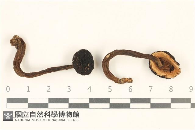 登錄號:F0036985藏品圖，第1張