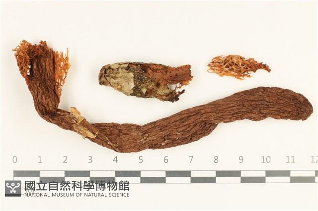 登錄號:F0037985藏品圖，第1張
