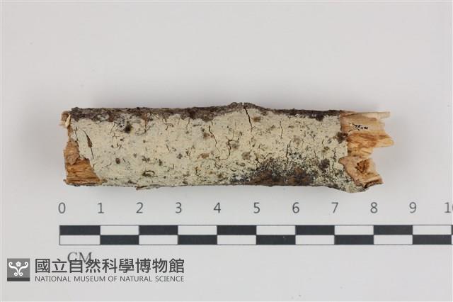 登錄號:F0035985藏品圖，第1張