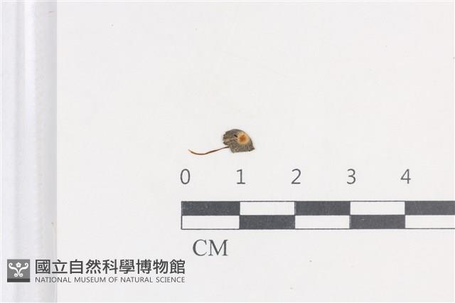 登錄號:F0038685藏品圖，第1張