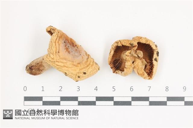 登錄號:F0036685藏品圖，第1張