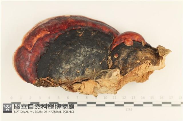 松生擬層孔菌藏品圖，第1張
