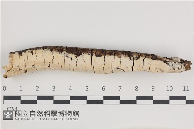 登錄號:F0035685藏品圖，第1張