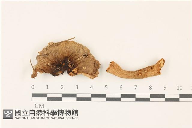 登錄號:F0037485藏品圖，第1張