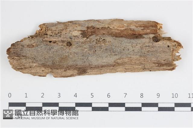 絲皮菌屬藏品圖，第1張
