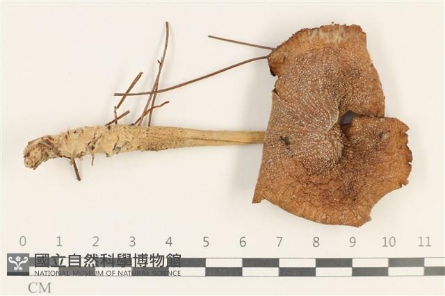 登錄號:F0037785藏品圖，第1張