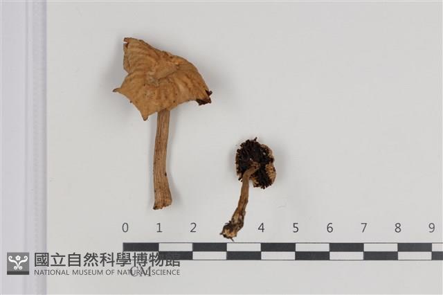 登錄號:F0035785藏品圖，第1張