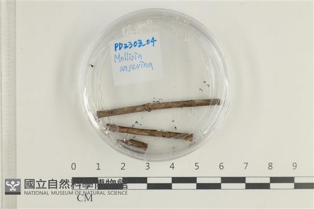 登錄號:F0038585藏品圖，第1張