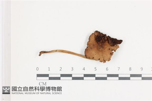 登錄號:F0036585藏品圖，第1張