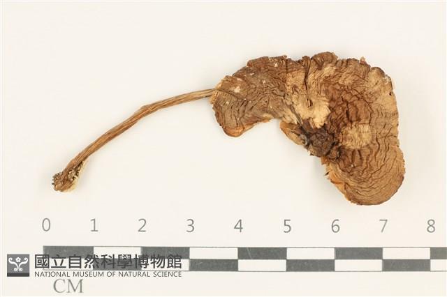 登錄號:F0037585藏品圖，第1張