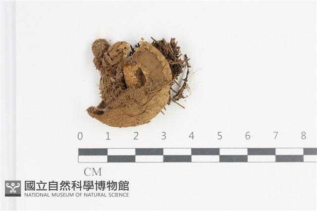 登錄號:F0035585藏品圖，第1張