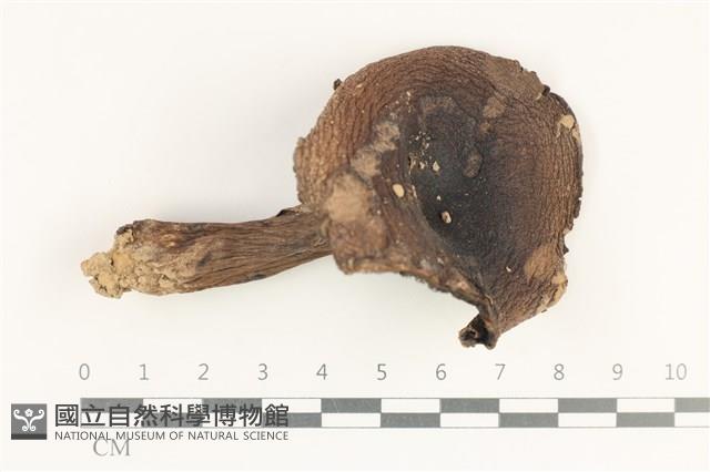 登錄號:F0038185藏品圖，第1張