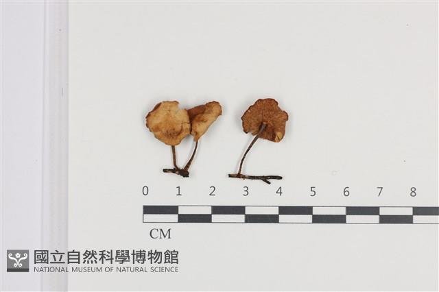 登錄號:F0036185藏品圖，第1張