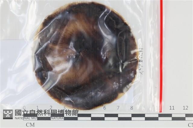 登錄號:F0035185藏品圖，第1張