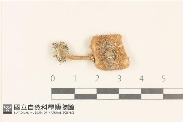 登錄號:F0037085藏品圖，第1張