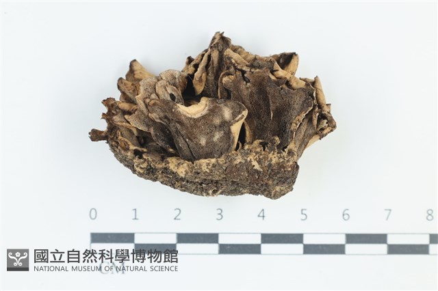 木層孔菌屬藏品圖，第1張