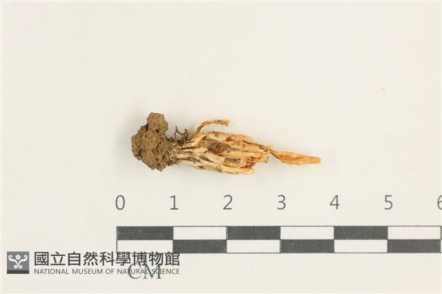 登錄號:F0038385藏品圖，第1張