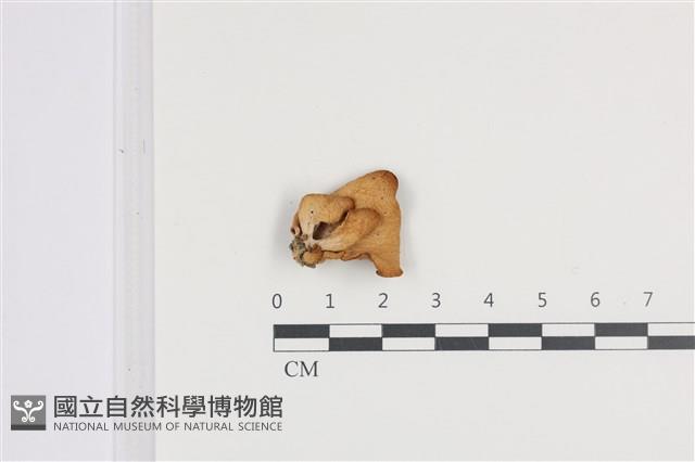 登錄號:F0036385藏品圖，第1張