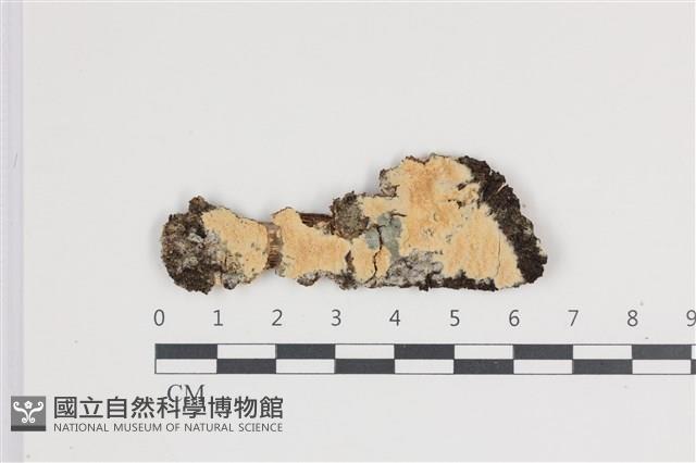 館號:F0035385藏品圖，第1張