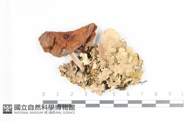 登錄號:F0036235藏品圖，第1張