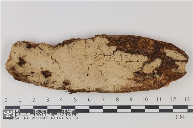 登錄號:F0035235藏品圖，第1張