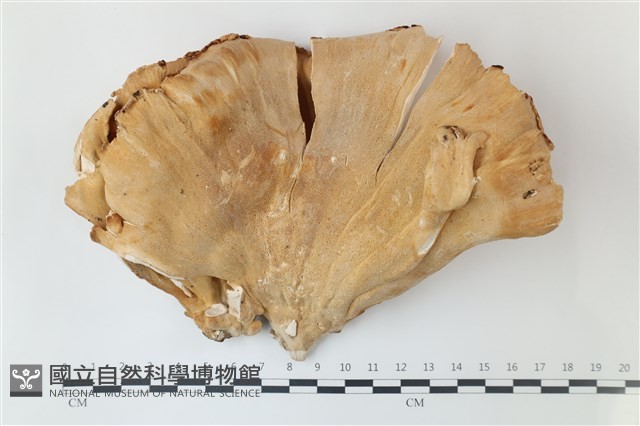 登錄號:F0039235藏品圖，第1張
