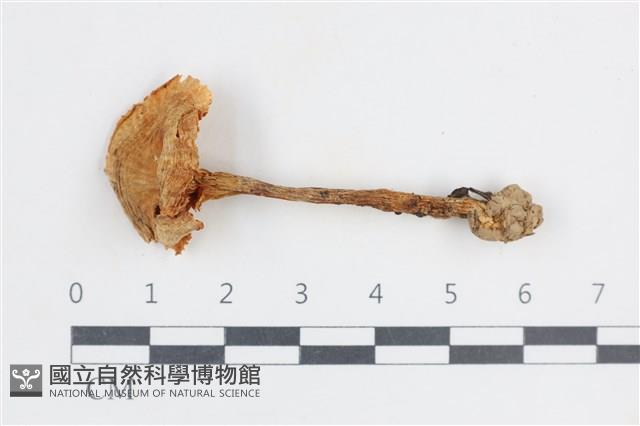 登錄號:F0038835藏品圖，第1張