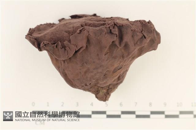 紫色禿馬勃藏品圖，第1張