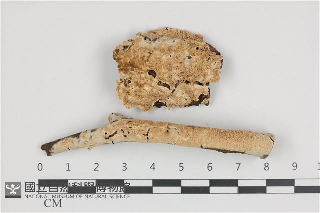 登錄號:F0035835藏品圖，第1張